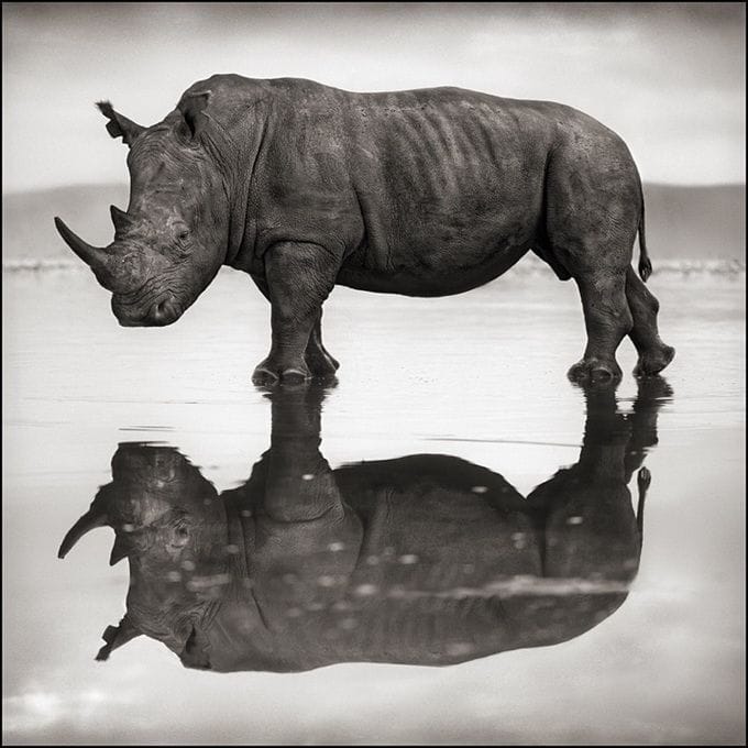Artwork Title: Rhino on Lake