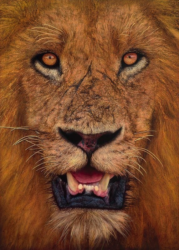 Artwork Title: Lion
