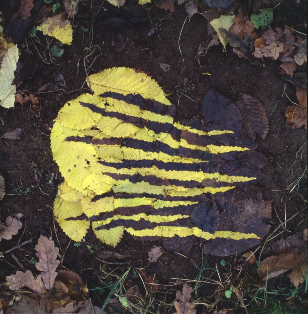 Artwork Title: Yellow and dark elm leaf work Penpont, Dumfriesshire 8 November