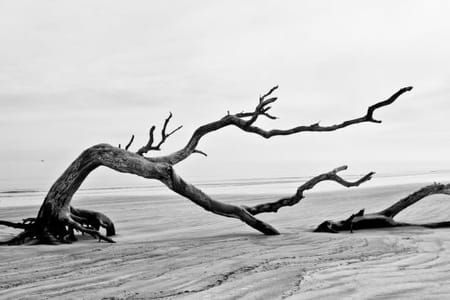 Artwork Title: Bent Tree On Driftwood Beach