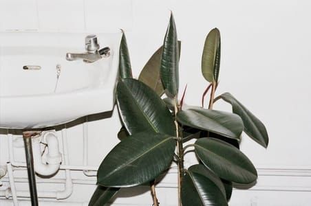 Artwork Title: Ica. Companies And Their Office Plants. Photographic Series