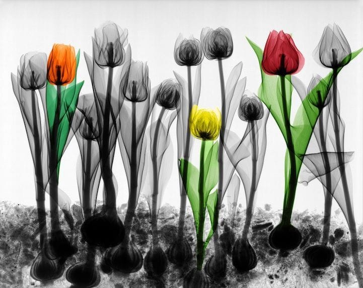 Artwork Title: Tulip Field
