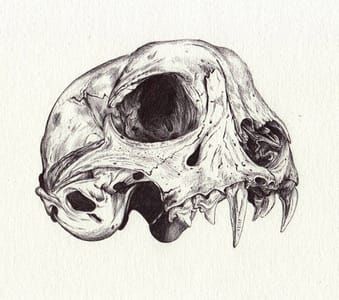 Artwork Title: Bobcat Skull