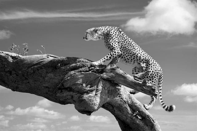 Artwork Title: Cheetah On A Log
