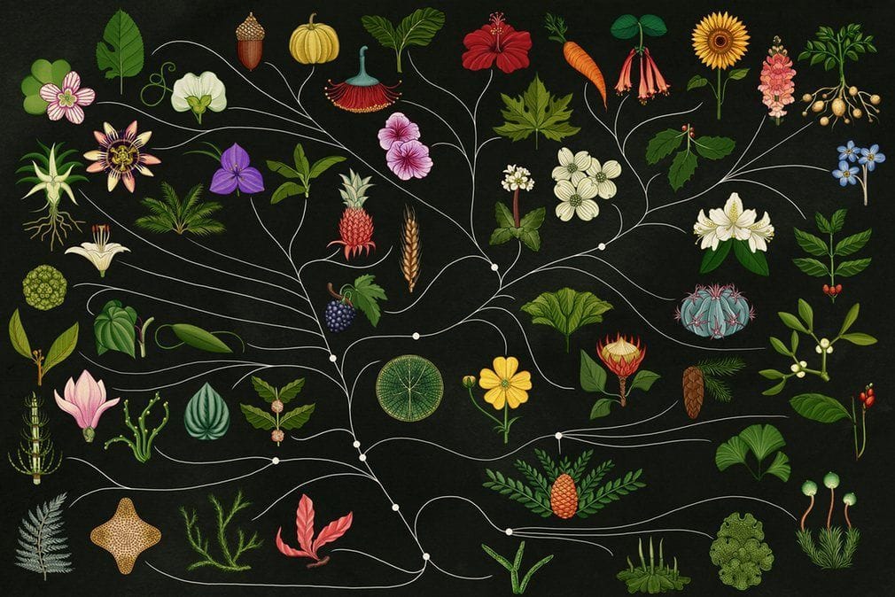 Artwork Title: Botanicum – Tree of Life