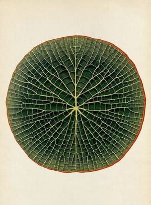 Artwork Title: Botanicum – Giant Waterlily