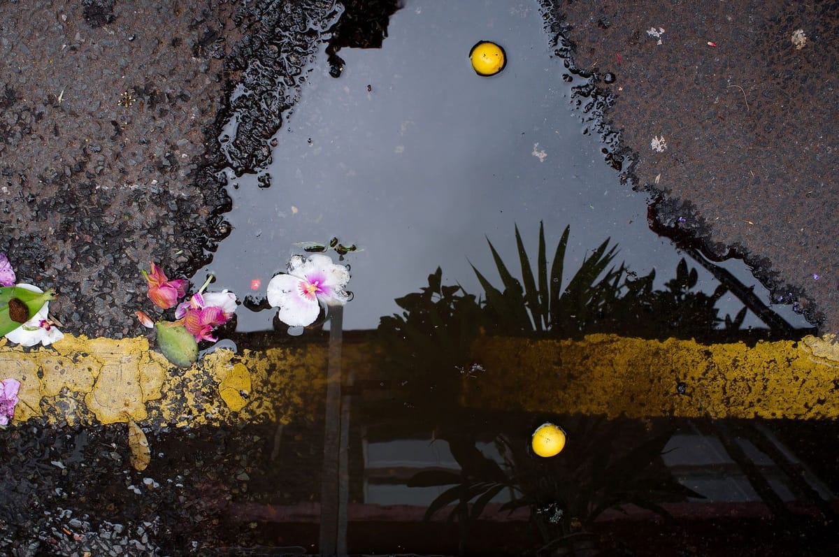 Artwork Title: Columbia Road on Easter Sunday with some oranges and orchids