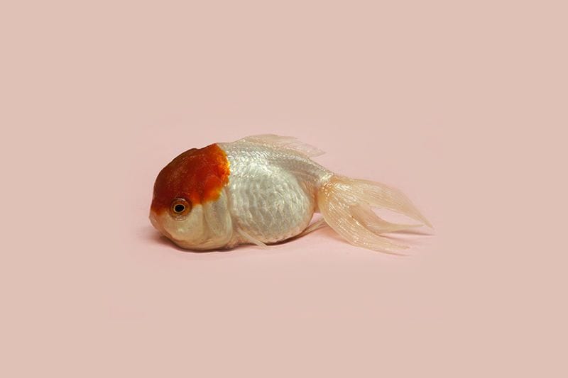 Artwork Title: World Goldfish Queen