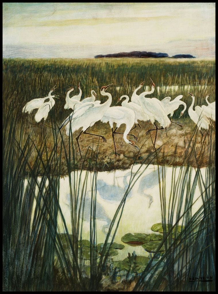 Artwork Title: Dance of the Whooping Cranes, Illustration for “The Yearling”