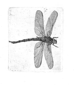 Artwork Title: ﻿﻿Dragonfly