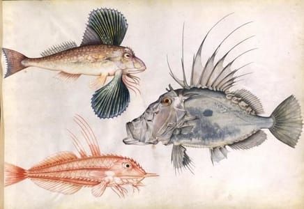 Artwork Title: Album de coquillages et poissons