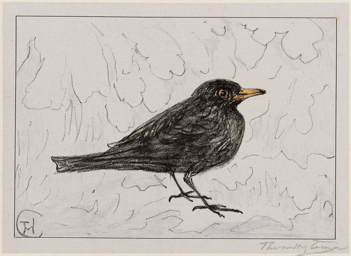 Artwork Title: Zwart lijster (Black Thrush) (1917 Calendar: December)