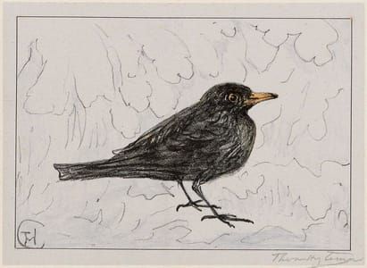 Artwork Title: Zwart lijster (Black Thrush) (1917 Calendar: December)
