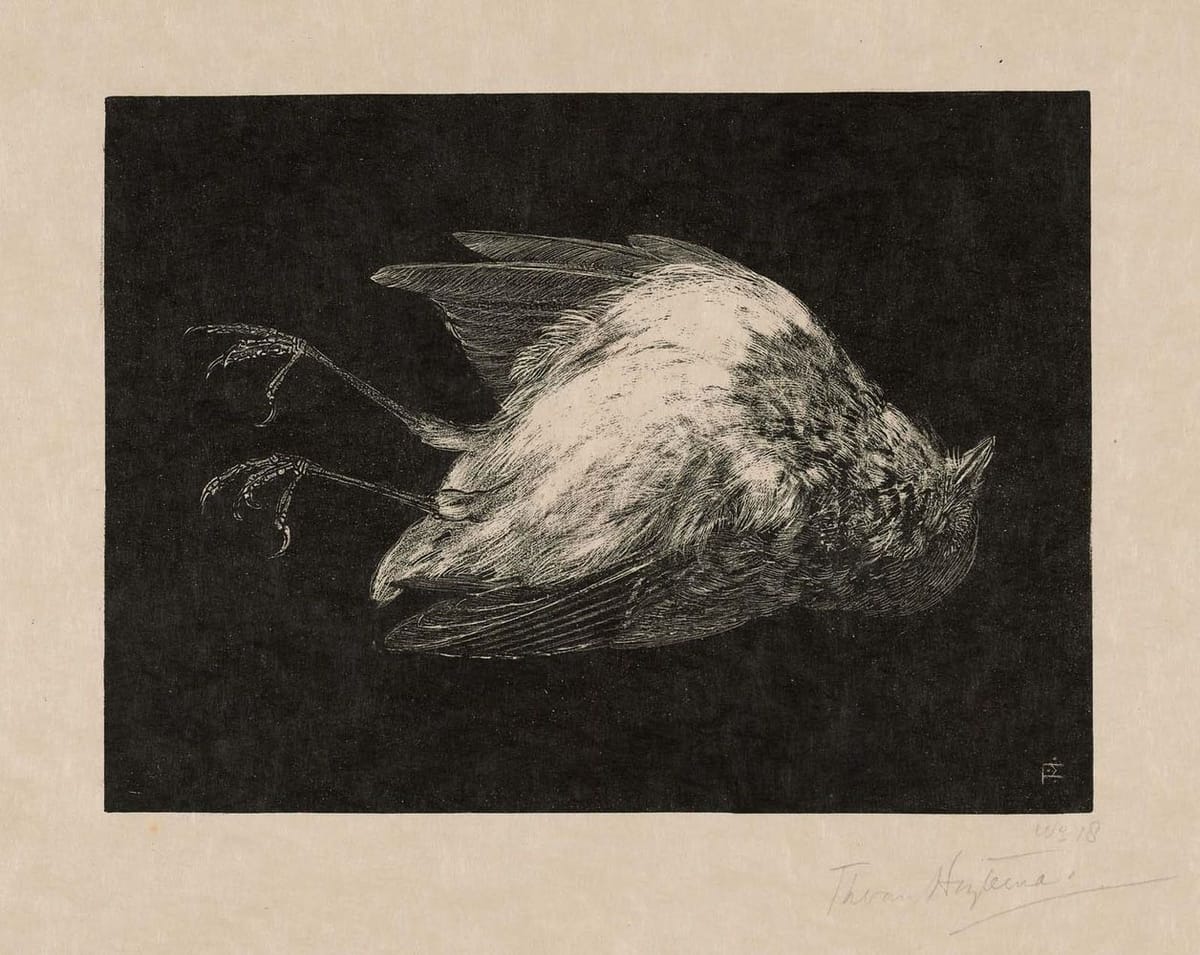 Artwork Title: Dead Robin (Dood roodborstje)