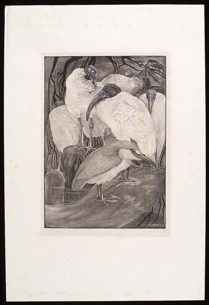 Artwork Title: Dierstudies (Animal Studies): Ibissen & Kwak (Ibises and Night Heron)