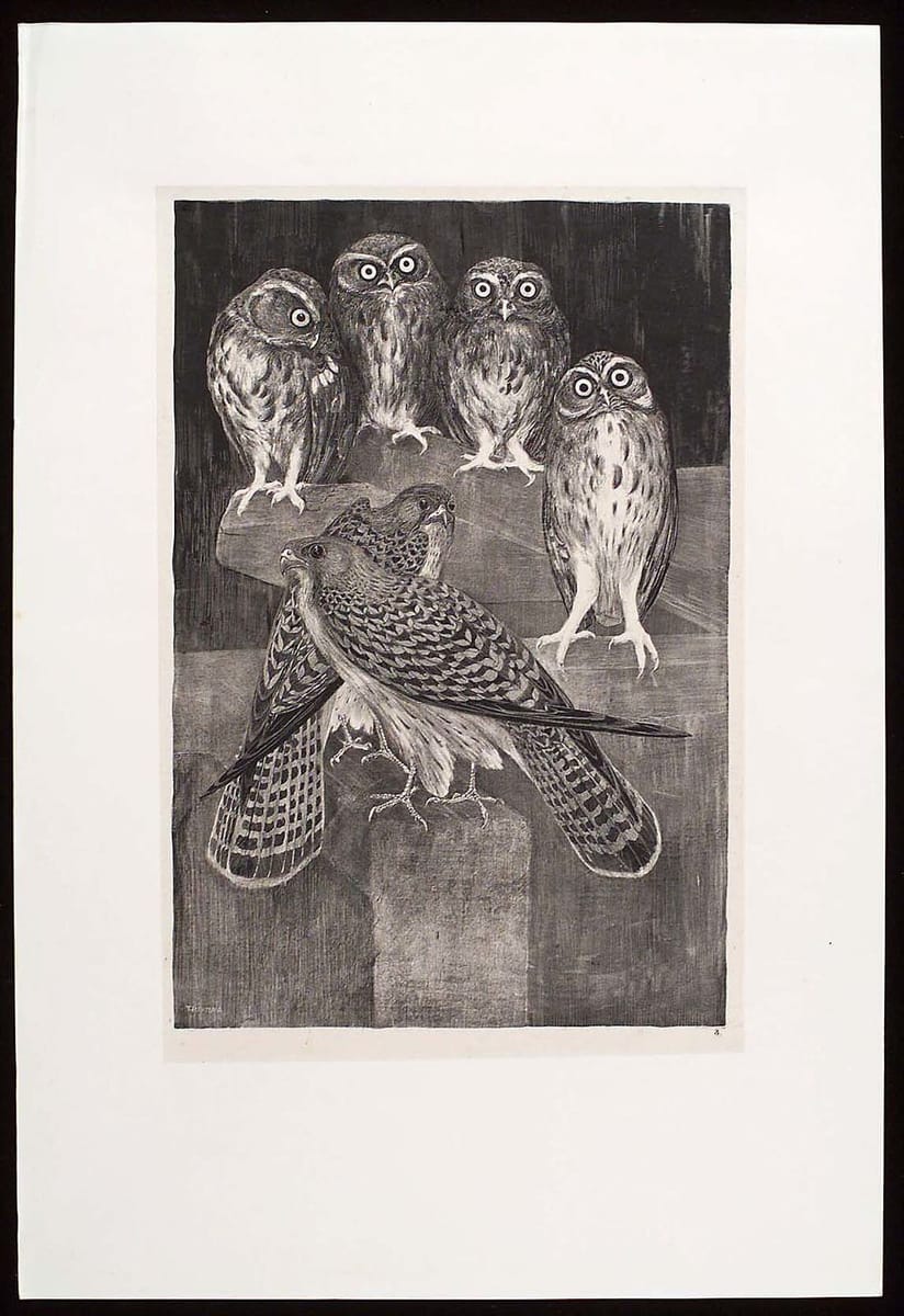 Artwork Title: Dierstudies (Animal Studies): Steenuil & Torenvalk (Screech Owls and Kestrel)