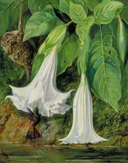Artwork Title: Flowers of Datura and Humming Birds, Brazil