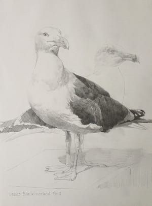 Artwork Title: Great Black-backed Gull