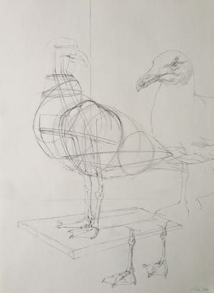 Artwork Title: Gull study I, pencil