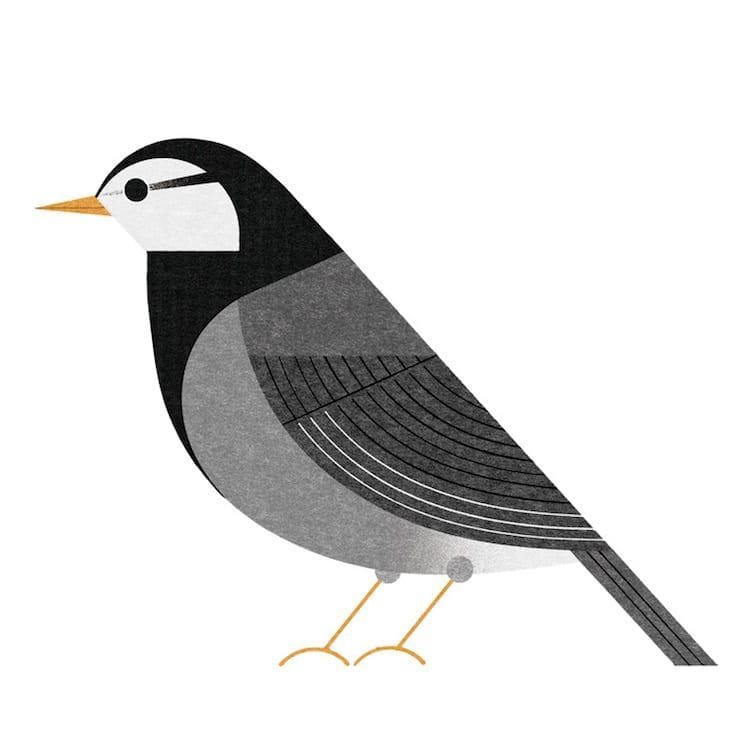 Artwork Title: White-Cheeked Starling