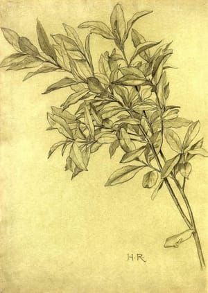 Artwork Title: Study of Bay Leaves