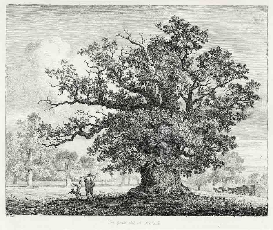 Artwork Title: The Great Oak at Fredville