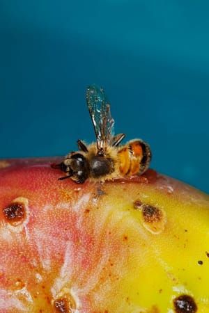 Artwork Title: Untitled