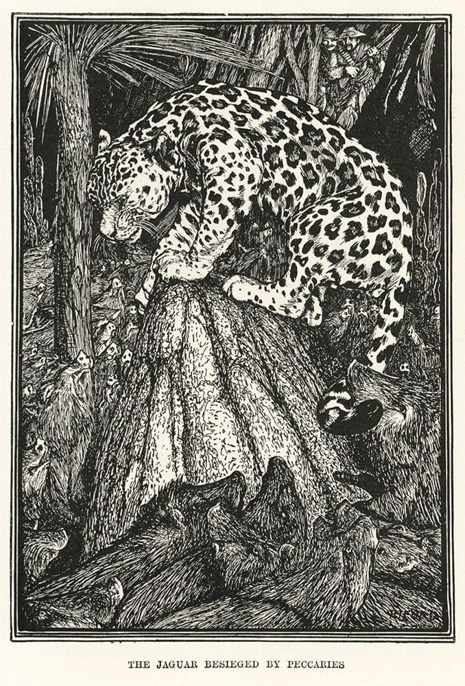 Artwork Title: The Jaguar Besieged by Peccaries