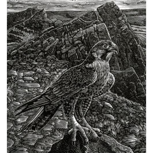 Artwork Title: A Peregrine On The Roaches
