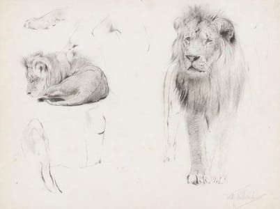 Artwork Title: Studienblatt - Löwe von vorn und schlafender Löwe