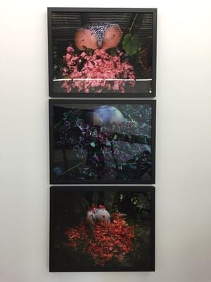 Artwork Title: Assy Flora Suite Of 3