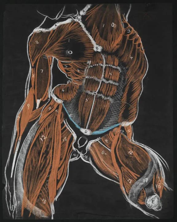 Artwork Title: Anatomical Study, Male Torso