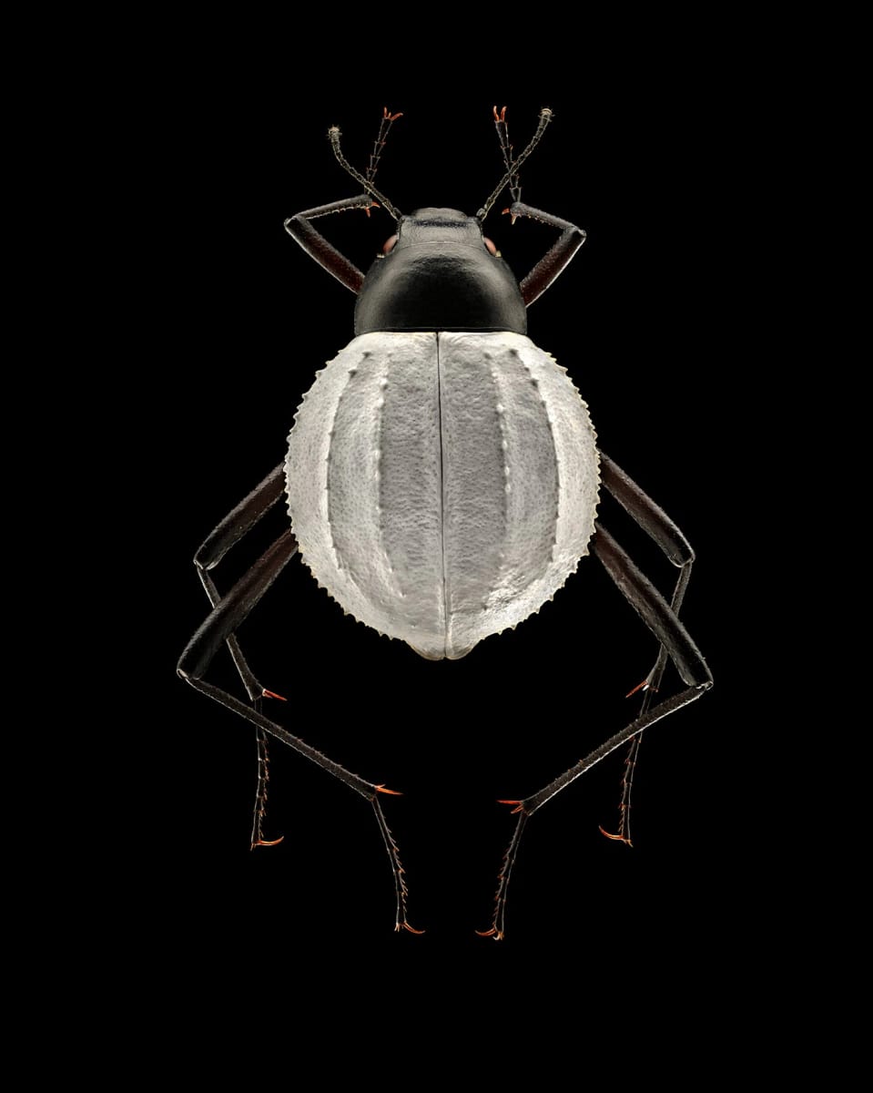 Artwork Title: undefined