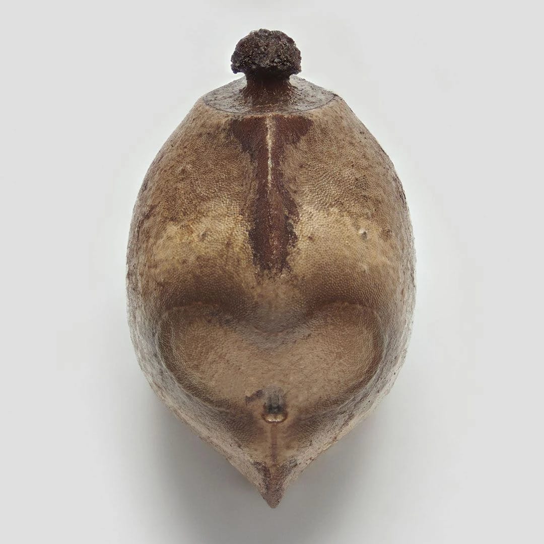 Artwork Title: Phasmid Eggs #2