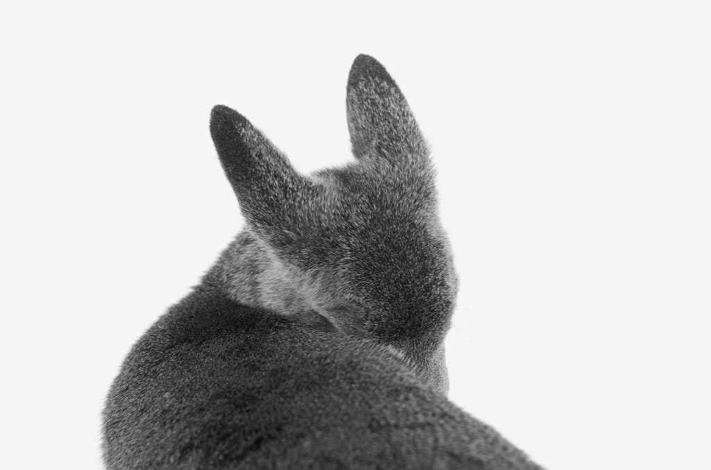 Artwork Title: Fawn, Wisconsin