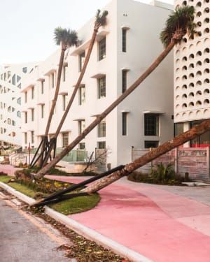 Artwork Title: Fallen Trees on Collins Ave Miami Beach Sidewalk after Hurricane Irma
