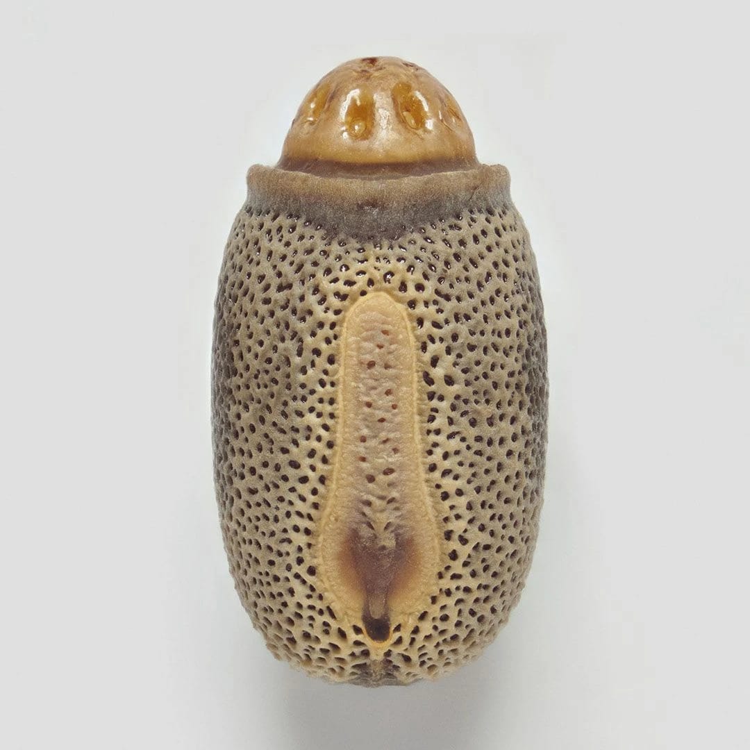 Artwork Title: Phasmid Eggs #5