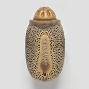 Artwork Title: Phasmid Eggs #5