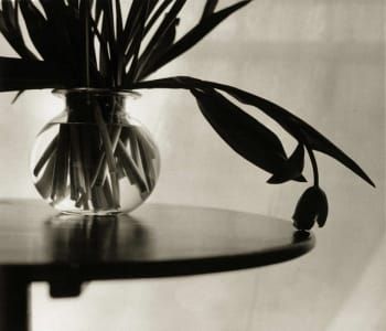 Artwork Title: Tulips with a mind of their own