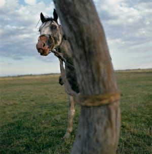 Artwork Title: Untitled