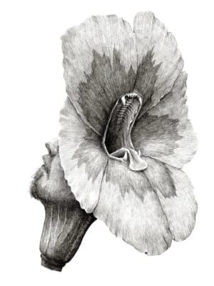 Artwork Title: Untitled