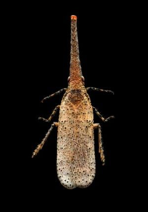 Artwork Title: Untitled