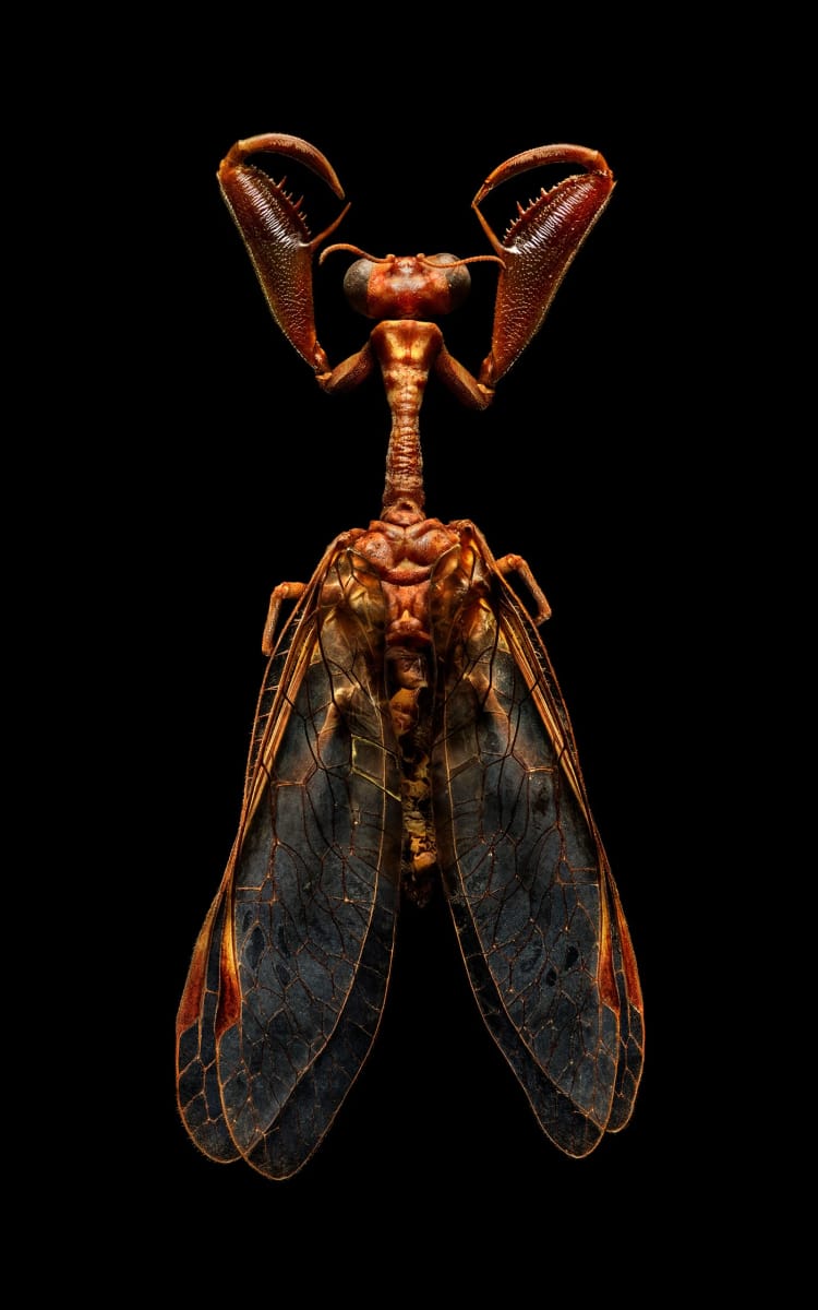 Artwork Title: undefined