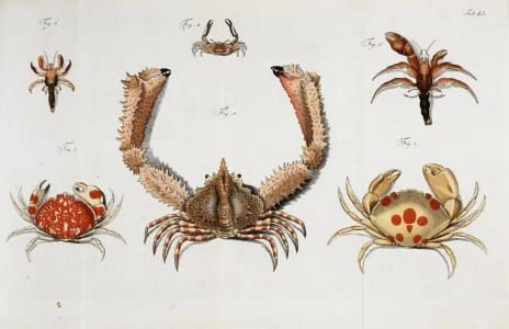 Artwork Title: Crab Illustration