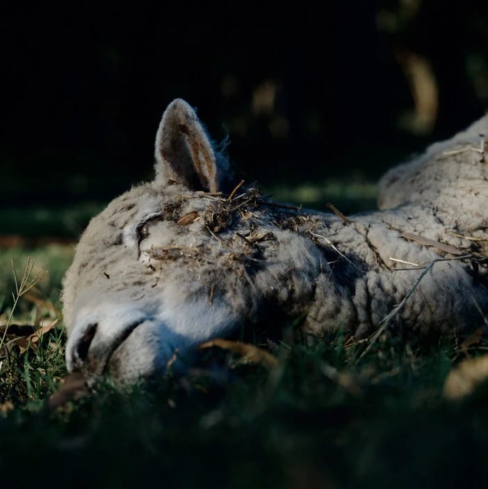 Artwork Title: undefined