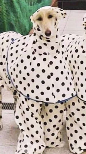 Artwork Title: Untitled