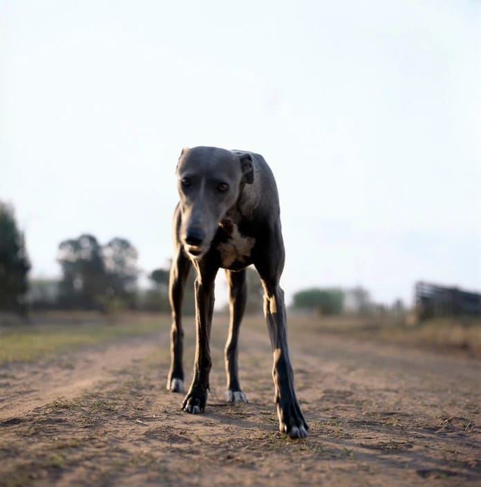 Artwork Title: undefined