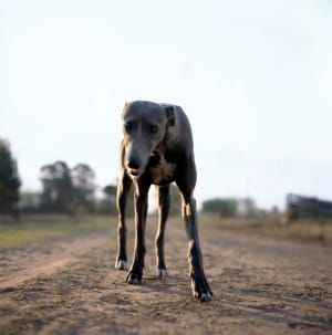 Artwork Title: Untitled