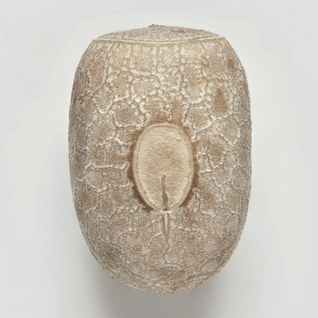 Artwork Title: Phasmid Eggs #7