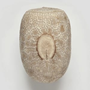 Artwork Title: Phasmid Eggs #7